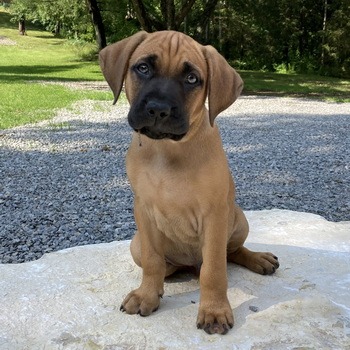 Black Mouth Cur puppy CanaDogs