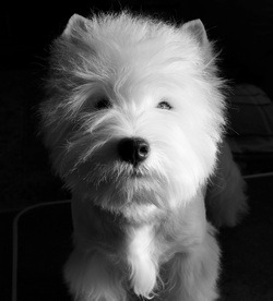 West Highland White Terrier CanaDogs