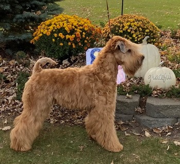 Soft coated Wheaten Terrier adult CanaDogs