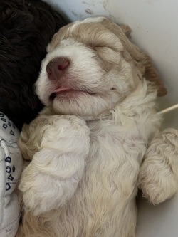 Lagotto Romagnolo CanaDogs.ca