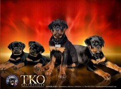 Rottweiler CanaDogs
