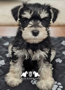 Miniature Schnauzer CanaDogs