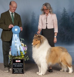 Rough Collie CanaDogs