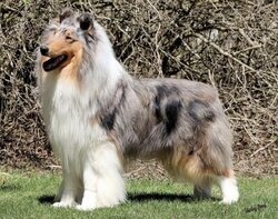 Rough Collie CanaDogs