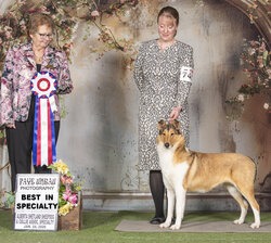 Smooth Collie CanaDogs
