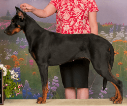 Beauceron CanaDogs